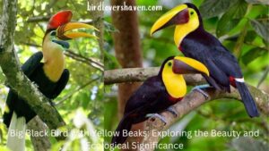 Big Black Birds with Yellow Beaks: Exploring the Beauty and Ecological Significance