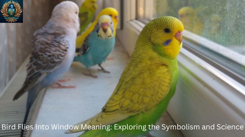 Bird Flies Into Window Meaning: Exploring the Symbolism and Science