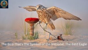 The Bird That’s the Symbol of the National: The Bald Eagle 2024