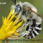 Black Bee with White Spots