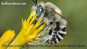 The Fascinating World of the Black Bee with White Spots