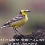 Brown Bird with Yellow Belly (1)