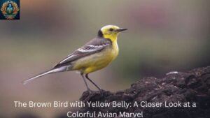 The Brown Bird with Yellow Belly: A Closer Look at a Colorful Avian Marvel