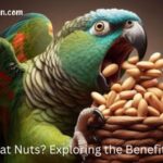 Can Birds Eat Nuts