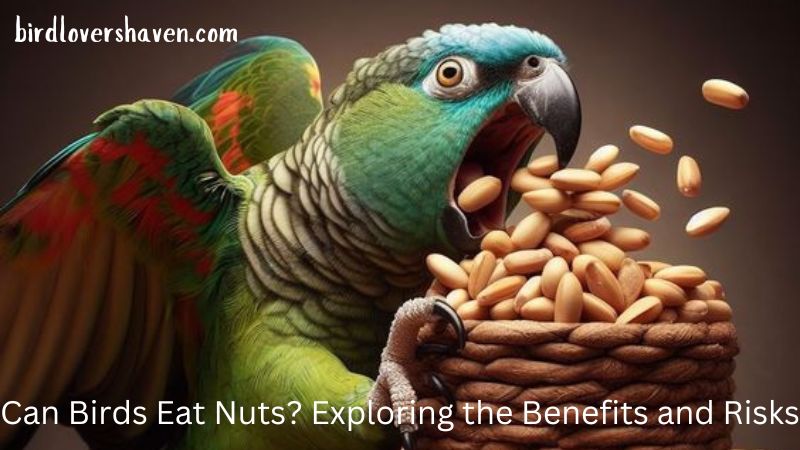 Can Birds Eat Nuts? Exploring the Benefits and Risks