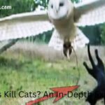 Can Owls Kill Cats (1)