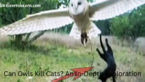 Can Owls Kill Cats? An In-Depth Exploration