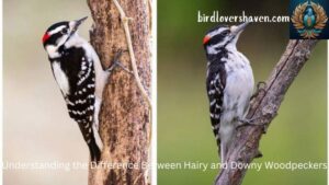 Understanding the Difference Between Hairy and Downy Woodpeckers