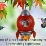 Different Types of Bird Feeders (1)