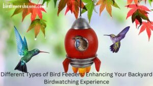 Different Types of Bird Feeders: Enhancing Your Backyard Birdwatching Experience