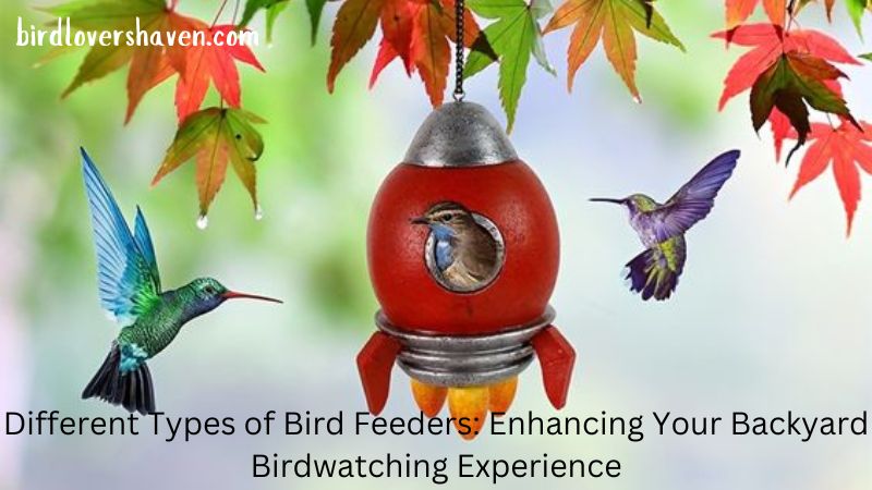 Different Types of Bird Feeders 1