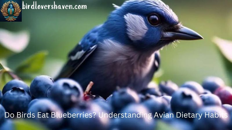 Do Birds Eat Blueberries? Understanding Avian Dietary Habits [2024]