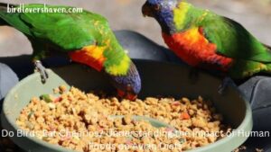 Do Birds Eat Cheerios? Understanding the Impact of Human Foods on Avian Diets