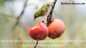 Do Birds Smell Food? Understanding Avian Olfaction and Its Role in Feeding Behavior