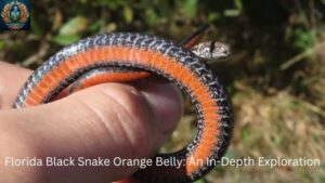 Florida Black Snake Orange Belly: An In-Depth Exploration