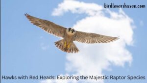 Hawks with Red Heads: Exploring the Majestic Raptor Species