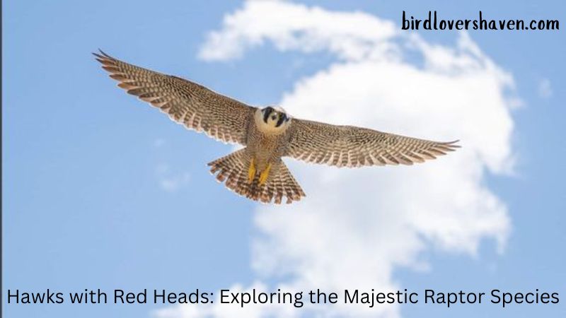 Hawks with Red Heads: Exploring the Majestic Raptor Species