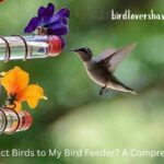 How Do I Attract Birds to My Bird Feeder