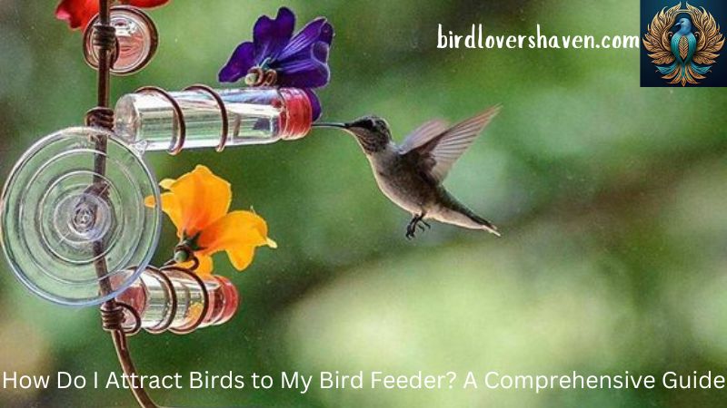 How Do I Attract Birds to My Bird Feeder? A Comprehensive Guide