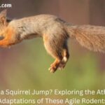 How Far Can a Squirrel Jump (1)