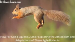 How Far Can a Squirrel Jump? Exploring the Athleticism and Adaptations of These Agile Rodents