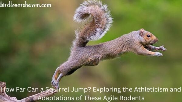 How Far Can A Squirrel Jump? Exploring The Athleticism And Adaptations ...