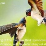 Meaning of the Swallow Bird