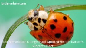 The Remarkable Orange Black Spotted Beetle: Nature’s Vibrant Insect