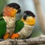 Parrots with Black Heads (1)