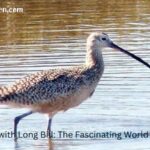 Wading Bird with Long Bill (1)