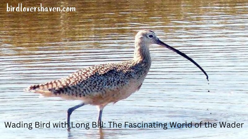 Wading Bird with Long Bill: The Fascinating World of the Wader Hot 2024