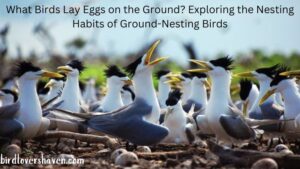 What Birds Lay Eggs on the Ground? Exploring the Nesting Habits of Ground-Nesting Birds