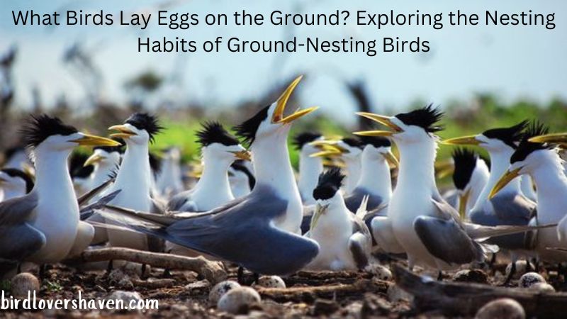 What Birds Lay Eggs on the Ground? Exploring the Nesting Habits of Ground-Nesting Birds