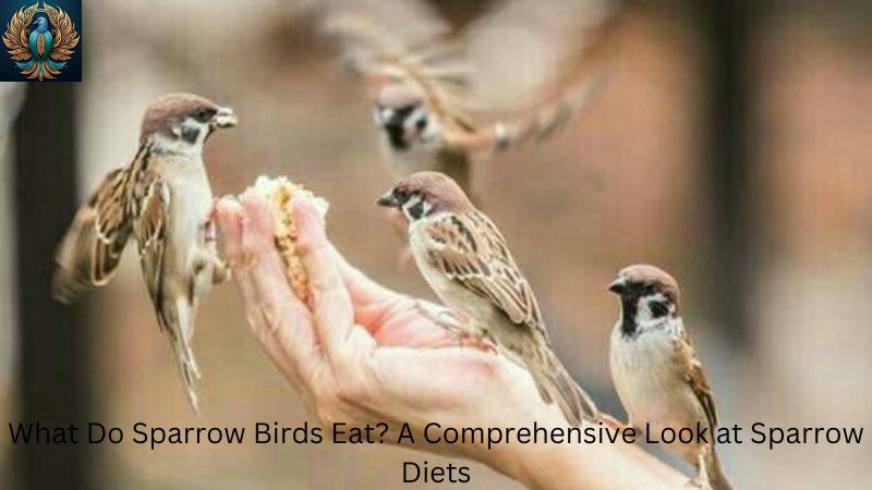 What Do Sparrow Birds Eat? A Comprehensive Look at Sparrow Diets