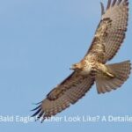 What Does a Bald Eagle Feather Look Like