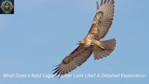 What Does a Bald Eagle Feather Look Like? A Detailed Exploration