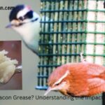 can birds eat bacon grease (1)