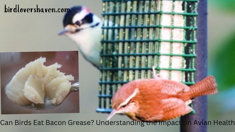 Can Birds Eat Bacon Grease? Understanding the Impact on Avian Health