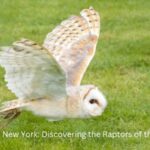 Birds of Prey in New York (1)