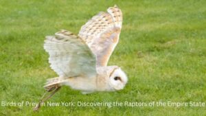 Birds of Prey in New York: Discovering the Raptors of the Empire State